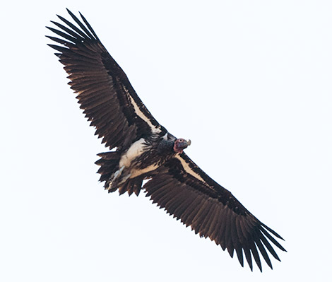 Lappet-faced Vulture in flight